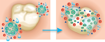 Calcium activation